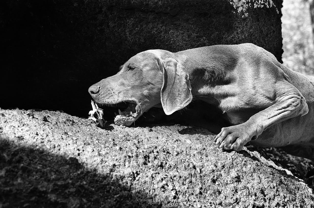 Perché i cani seppelliscono gli ossi: il mistero del tesoro sepolto