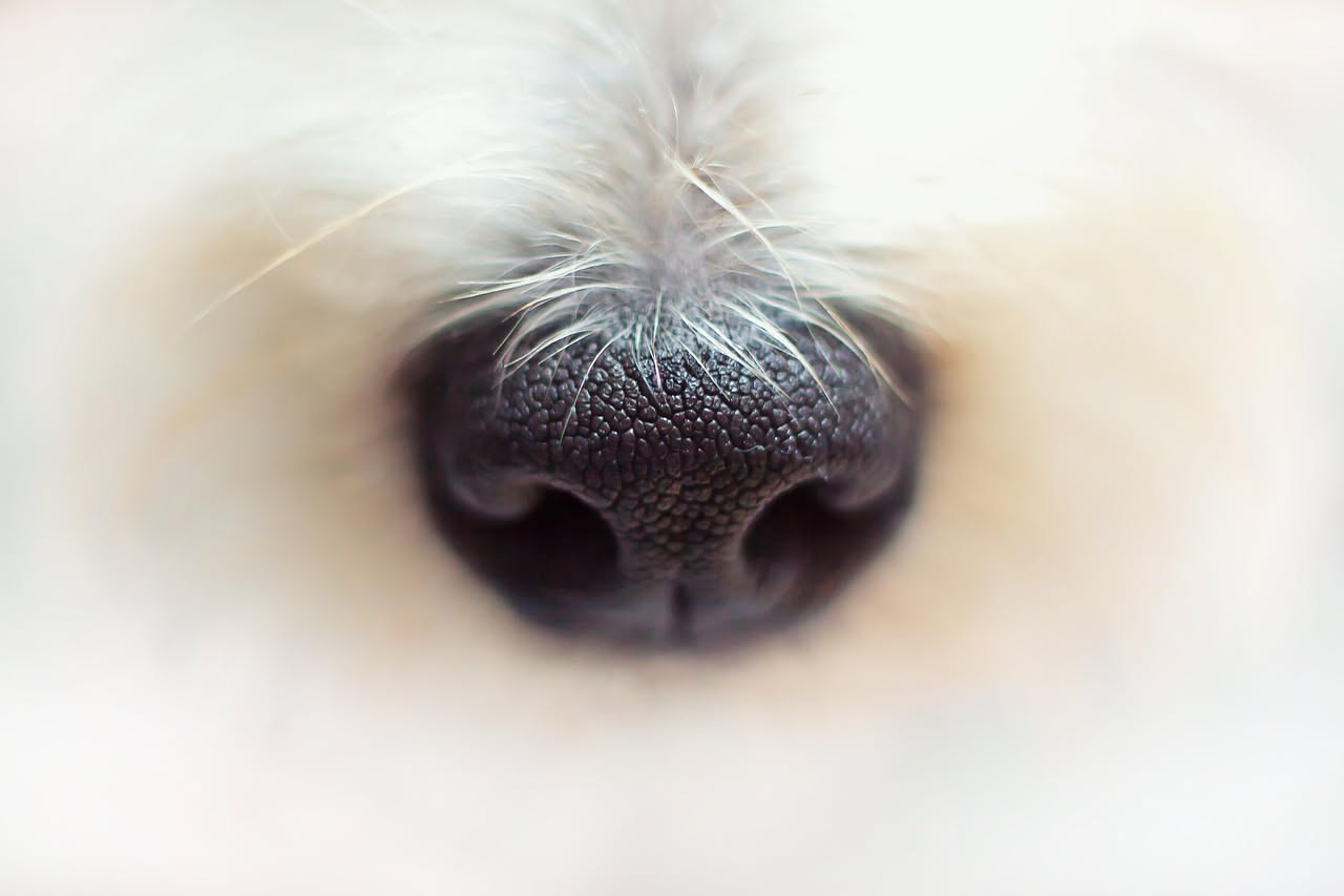 Perché i cani sentono gli odori che noi non percepiamo