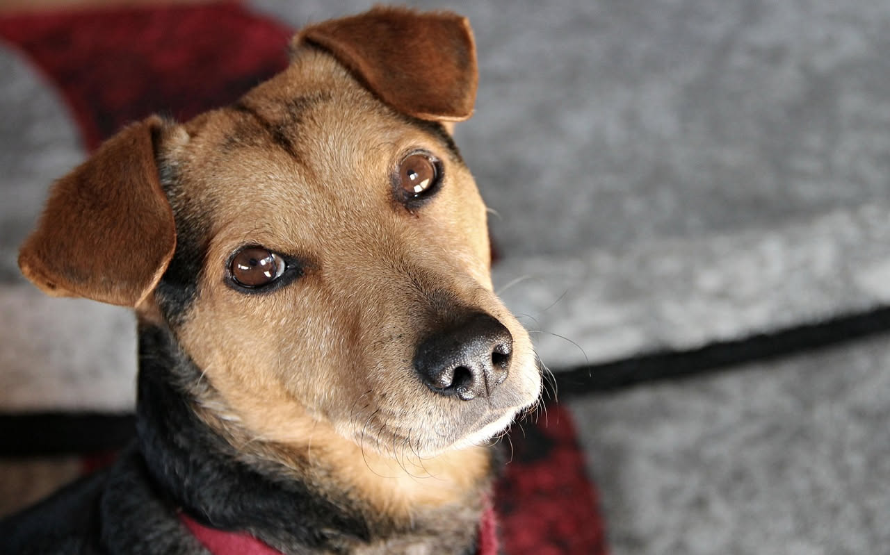 Perché i cani inclinano la testa quando li guardi