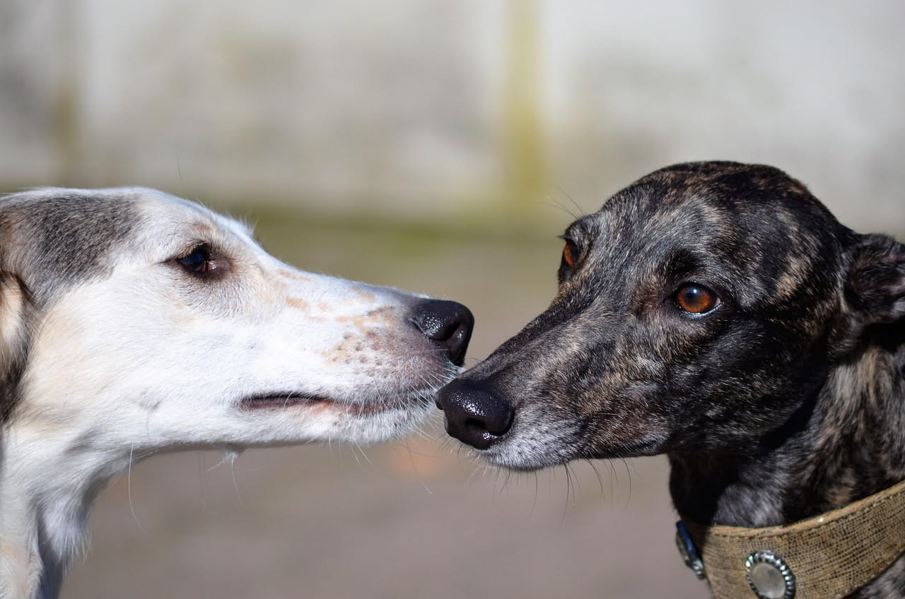 Perché i cani si annusano il sedere: il linguaggio segreto dei cani