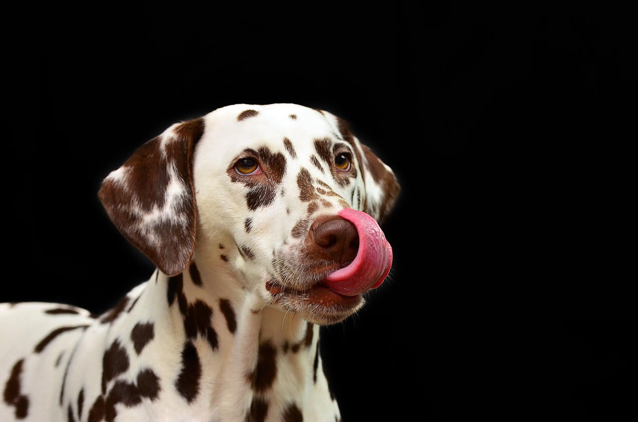 Perché i cani mangiano l'erba: non è sempre fame