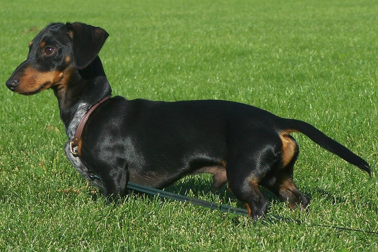 Perché i cani scodinzolano: il linguaggio della coda