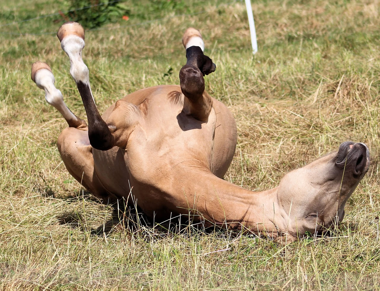 Perché i cavalli riposano in piedi senza cadere