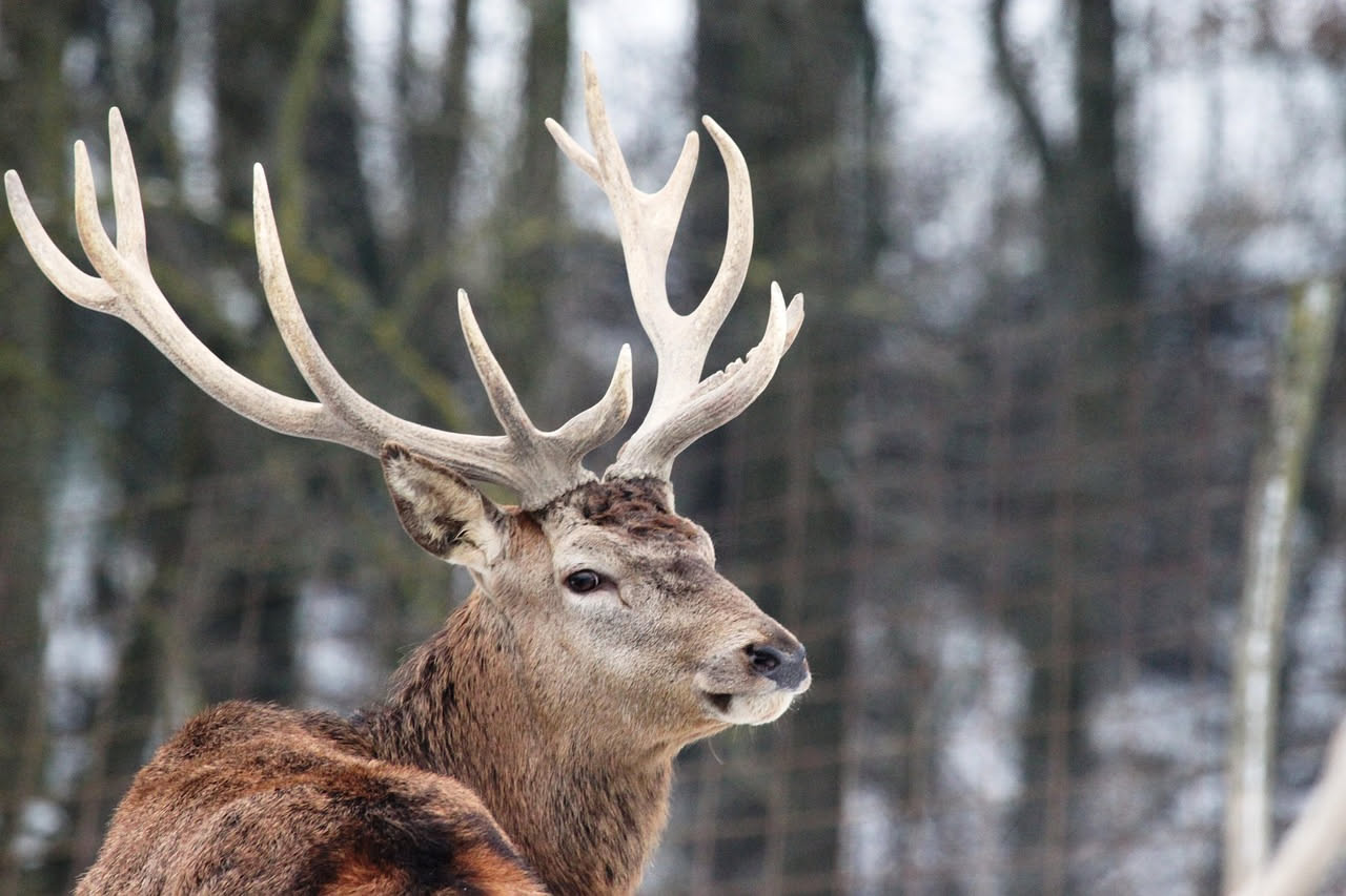 Cervo maschio adulto nel bosco d'autunno con corna ramificate, fotografato nel profilo su sfondo di alberi verdi e dorati