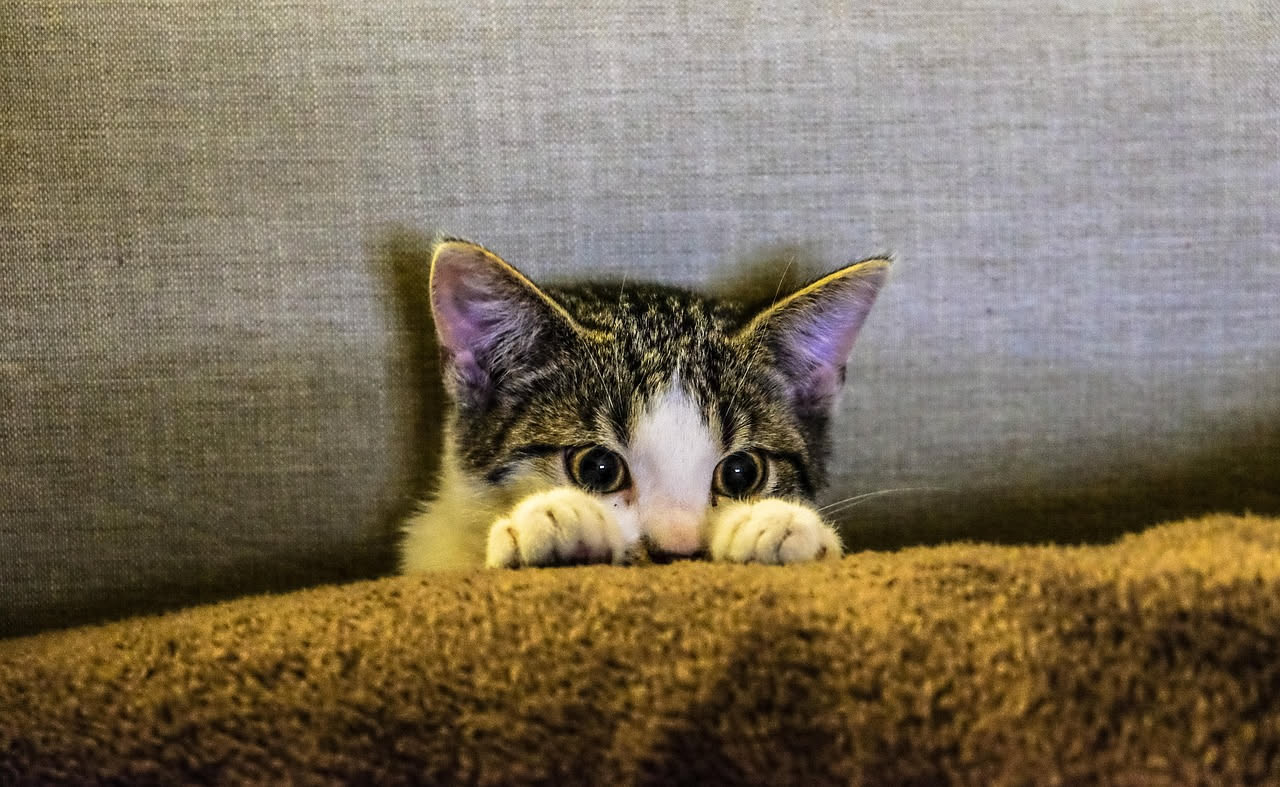 Perché i gatti graffiano i mobili: non è cattiveria