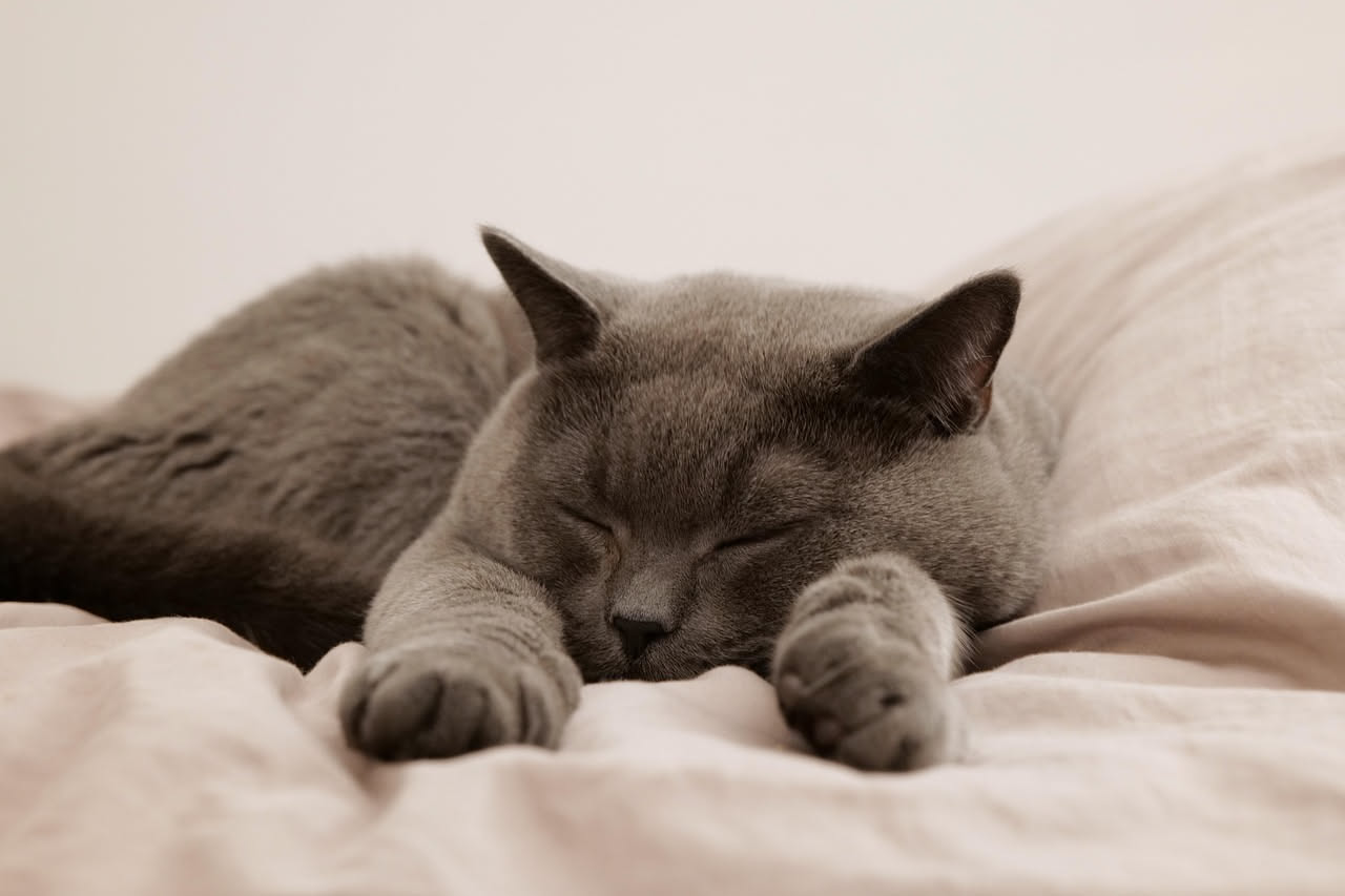 Gatto grigio addormentato raggomitolato su un cuscino bianco, con le zampe ripiegate e gli occhi chiusi in completo rilassamento