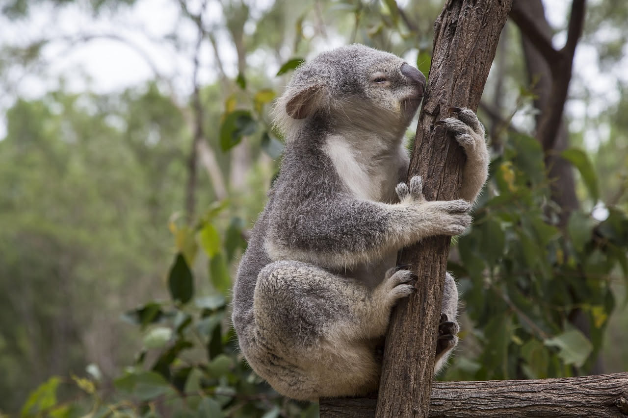 Perché i koala dormono fino a 22 ore al giorno