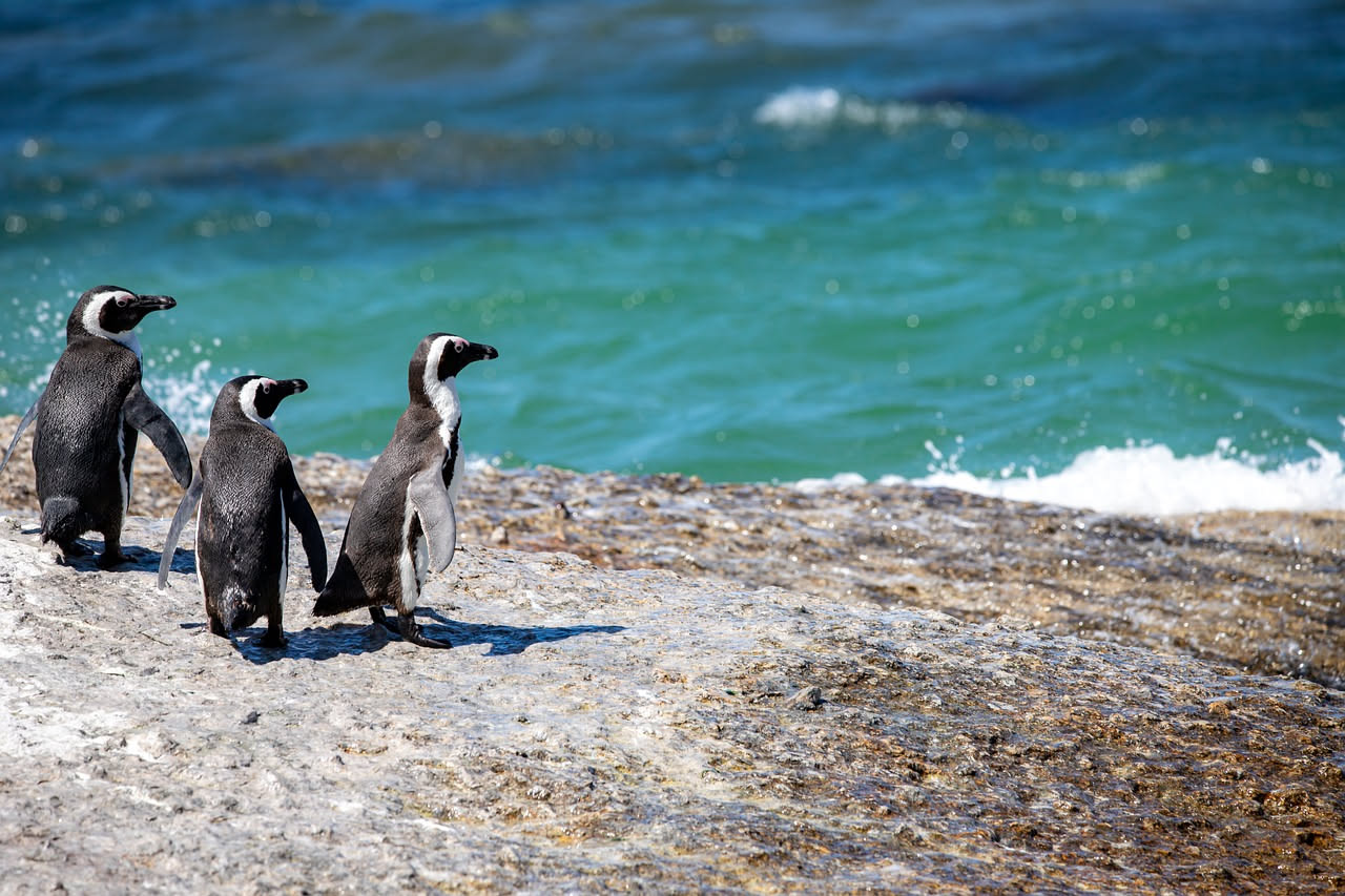 Perché i pinguini restano fedeli a un solo partner
