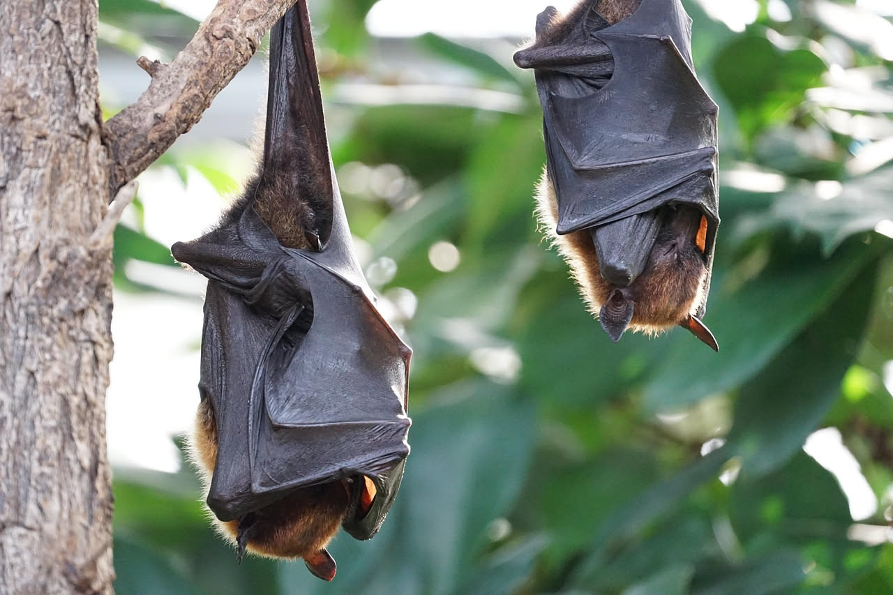 Perché i pipistrelli dormono appesi a testa in giù