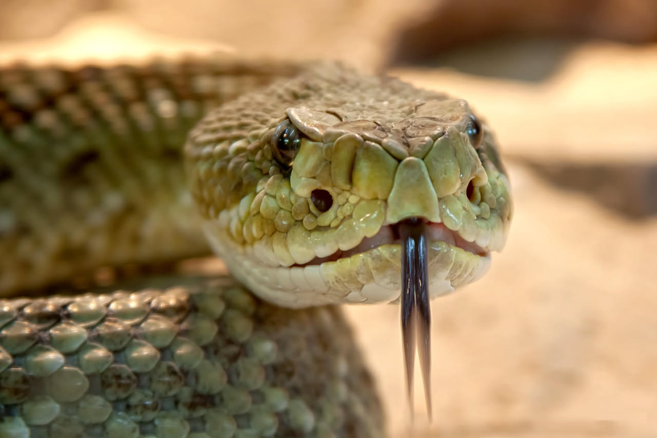 Perché i serpenti tirano fuori la lingua: il senso nascosto