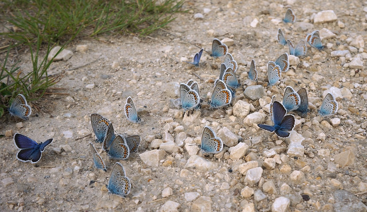 Perché le farfalle attraversano continenti in primavera