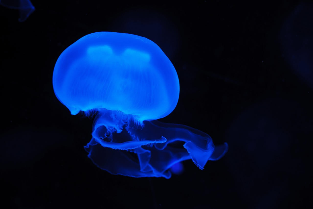 Perché le meduse pungono: la strategia di sopravvivenza più antica del mare