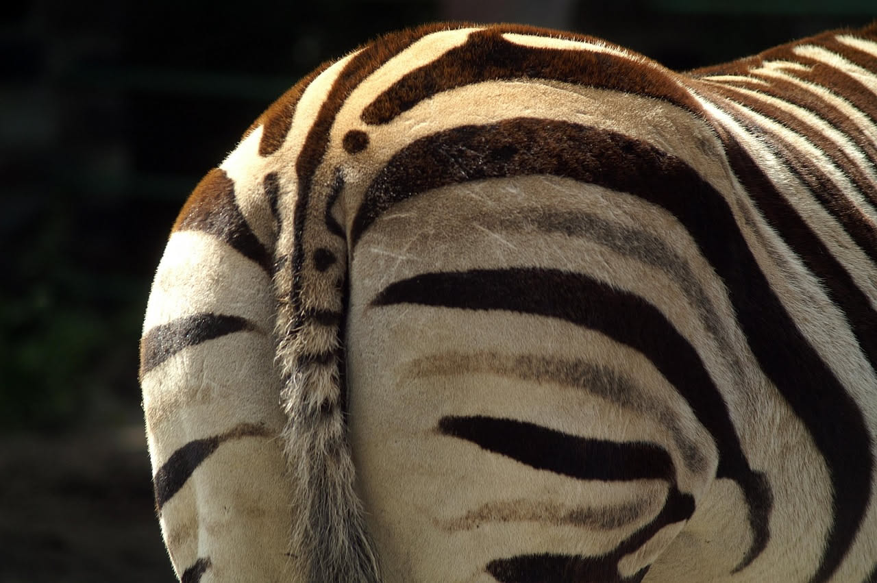 Perché le zebre hanno le strisce: non è quello che credi