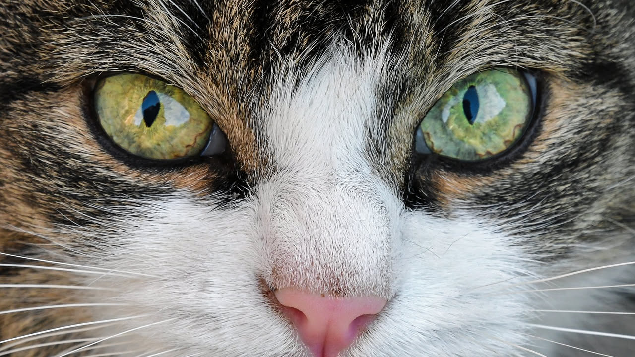 Perche il gatto ti fissa negli occhi: cosa sta cercando di dirti