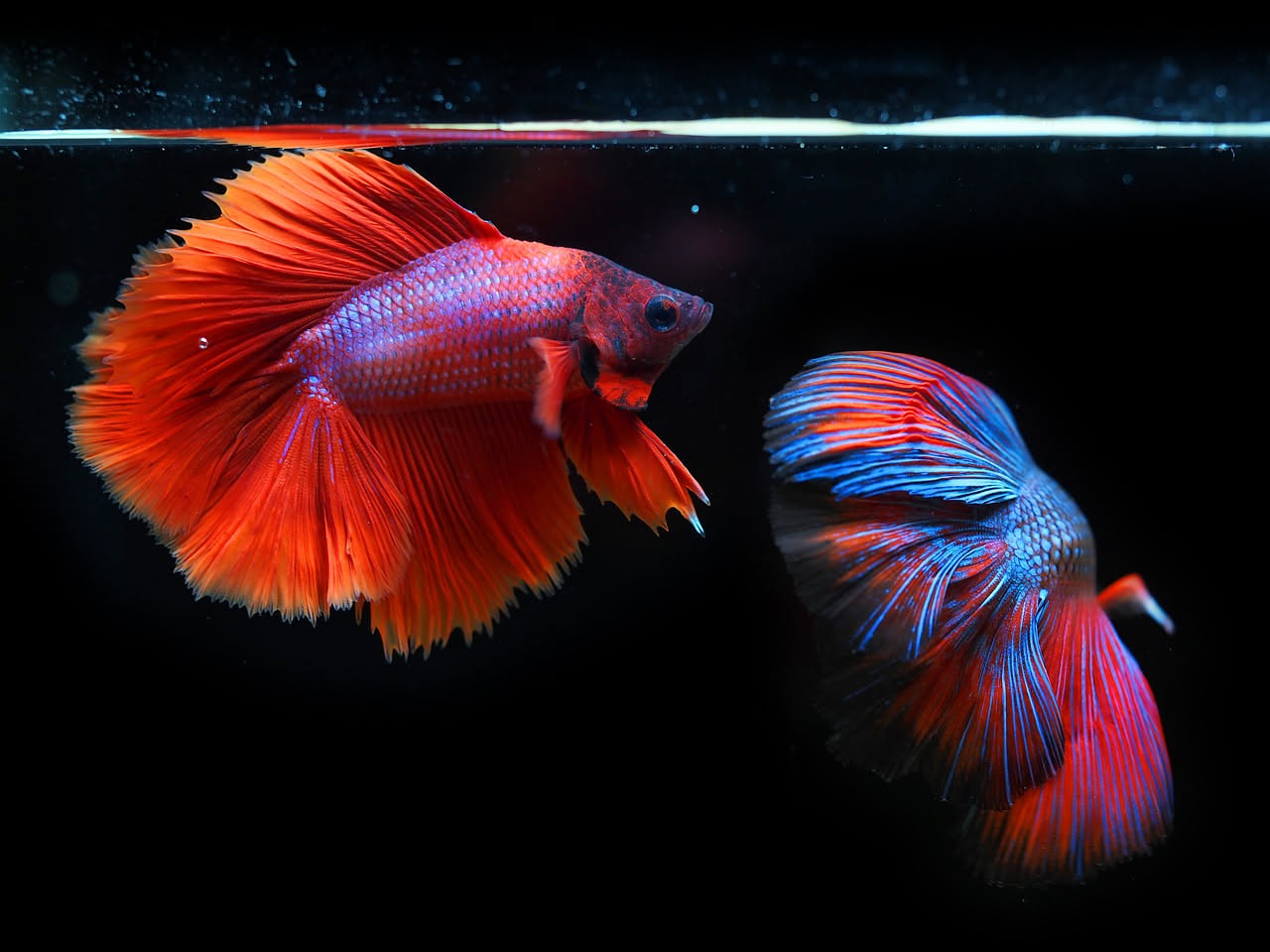 Pesce combattente: come prendersene cura in casa
