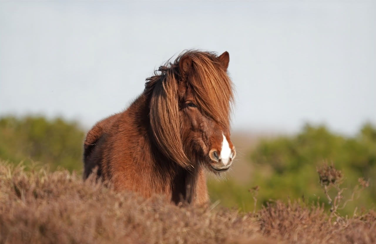 Pony domestico: come prendersene cura in modo consapevole