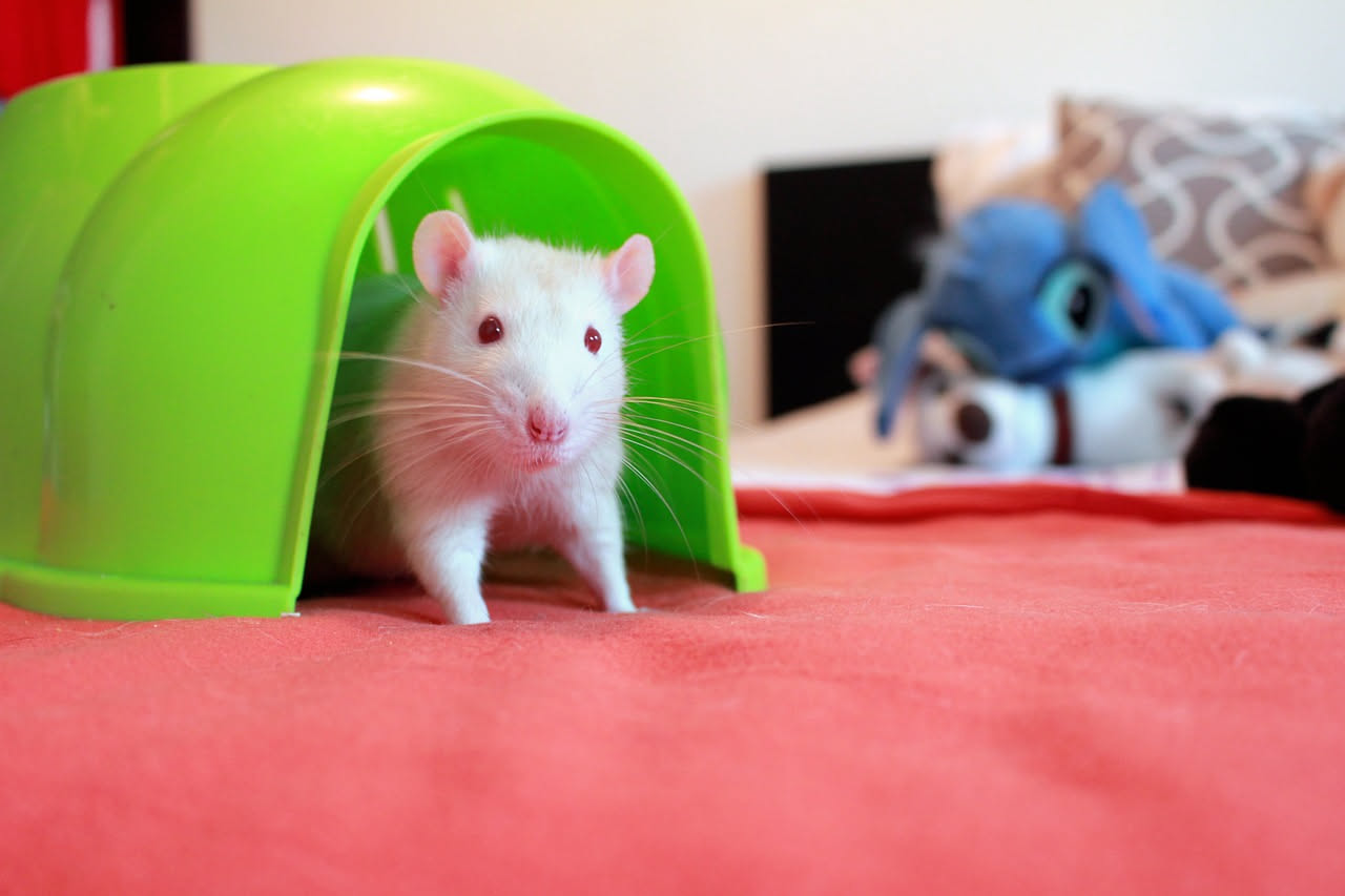 Ratto domestico: come prendersene cura in modo corretto