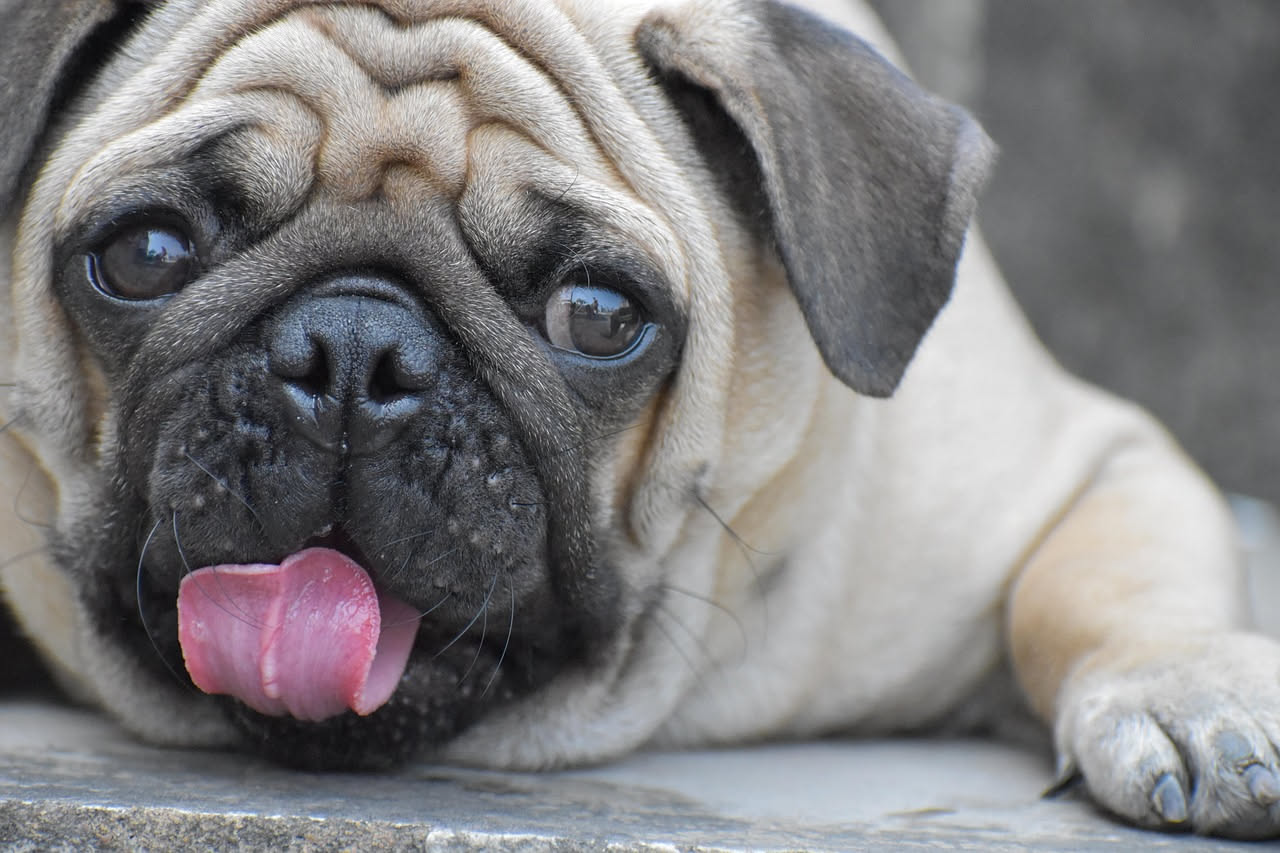 Razze di cani che soffrono il caldo: perche e come proteggerli