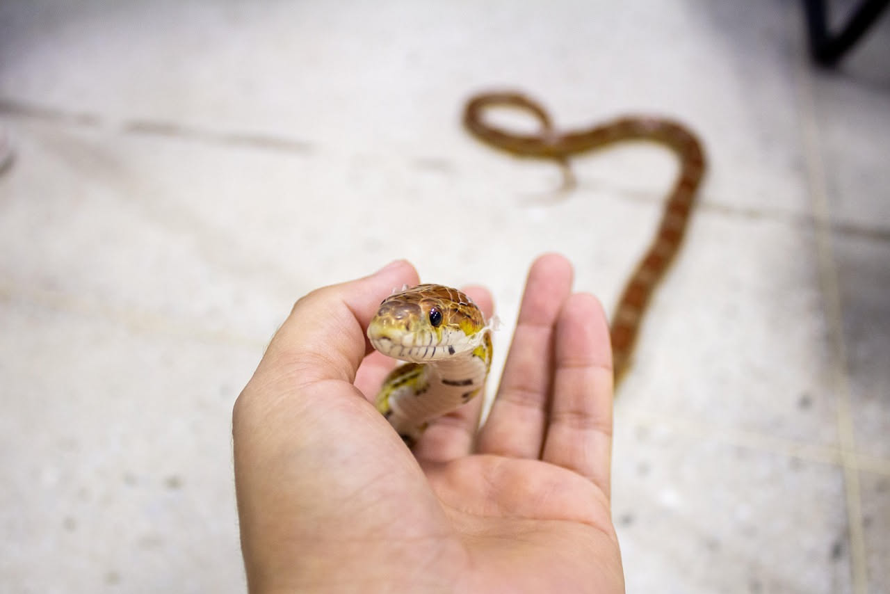 Serpente del grano: come prendersene cura correttamente
