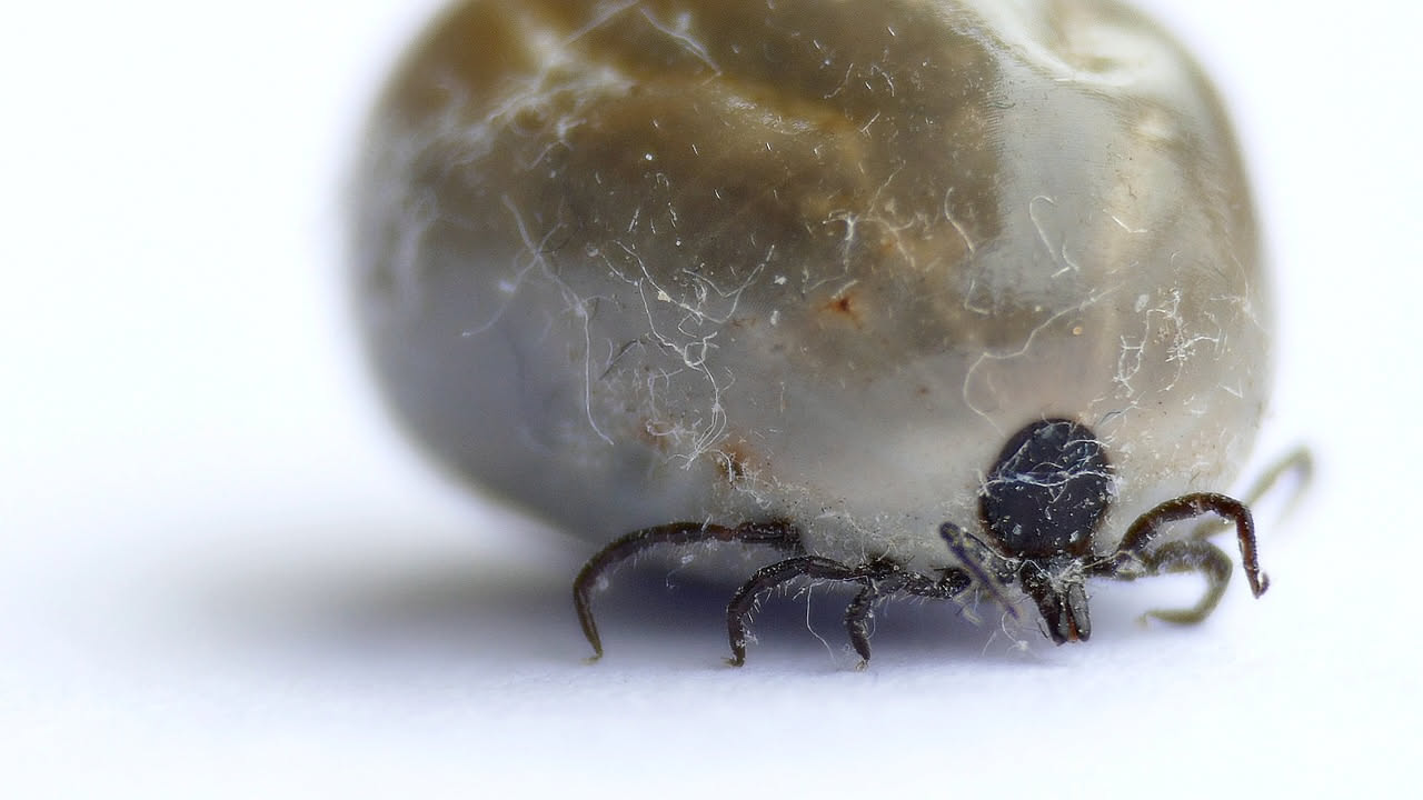 Zecche in estate: come toglierle senza lasciare la testa sotto pelle