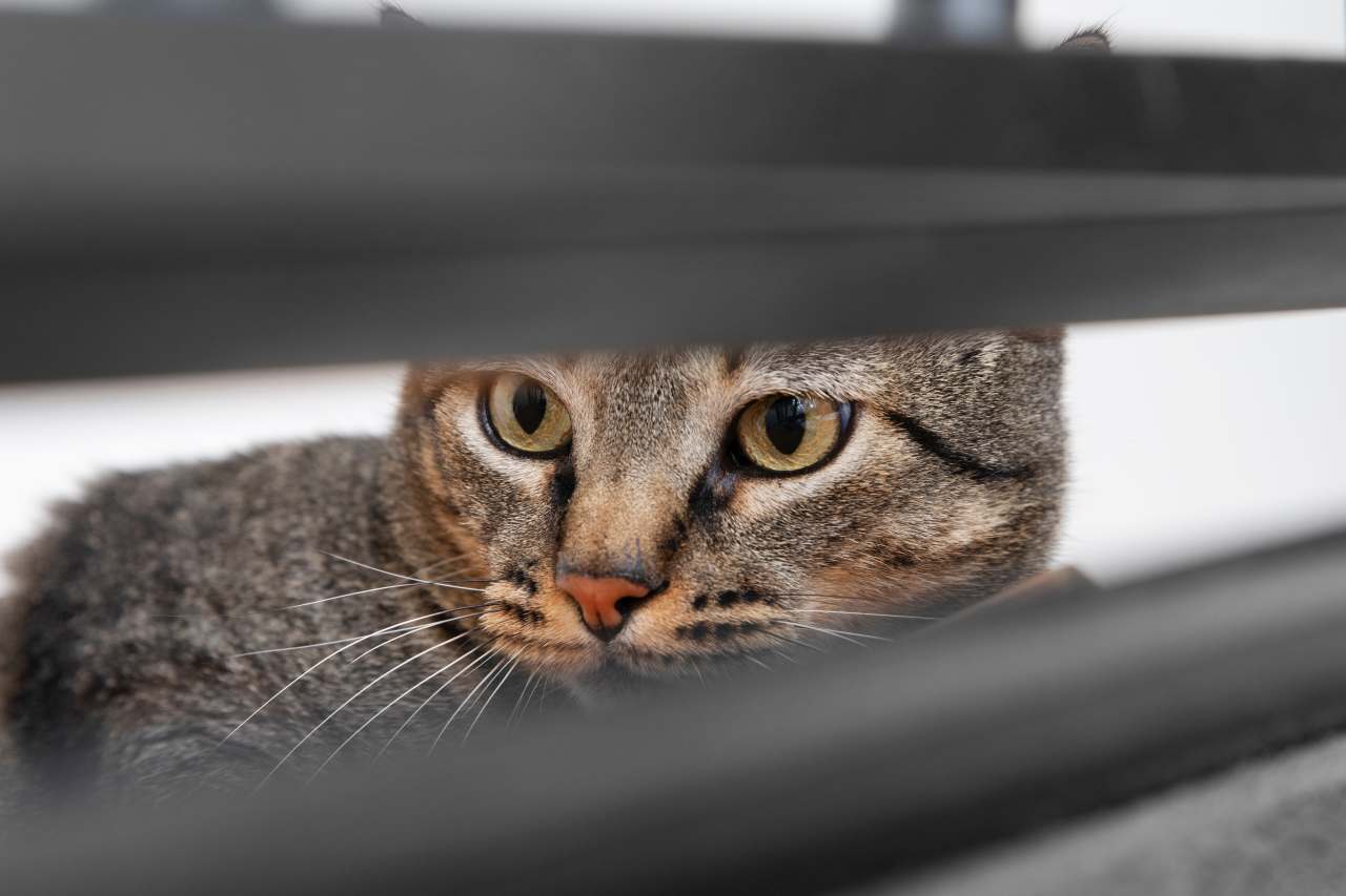 Il gatto si nasconde da giorni: è il suo carattere o sta soffrendo in silenzio?
